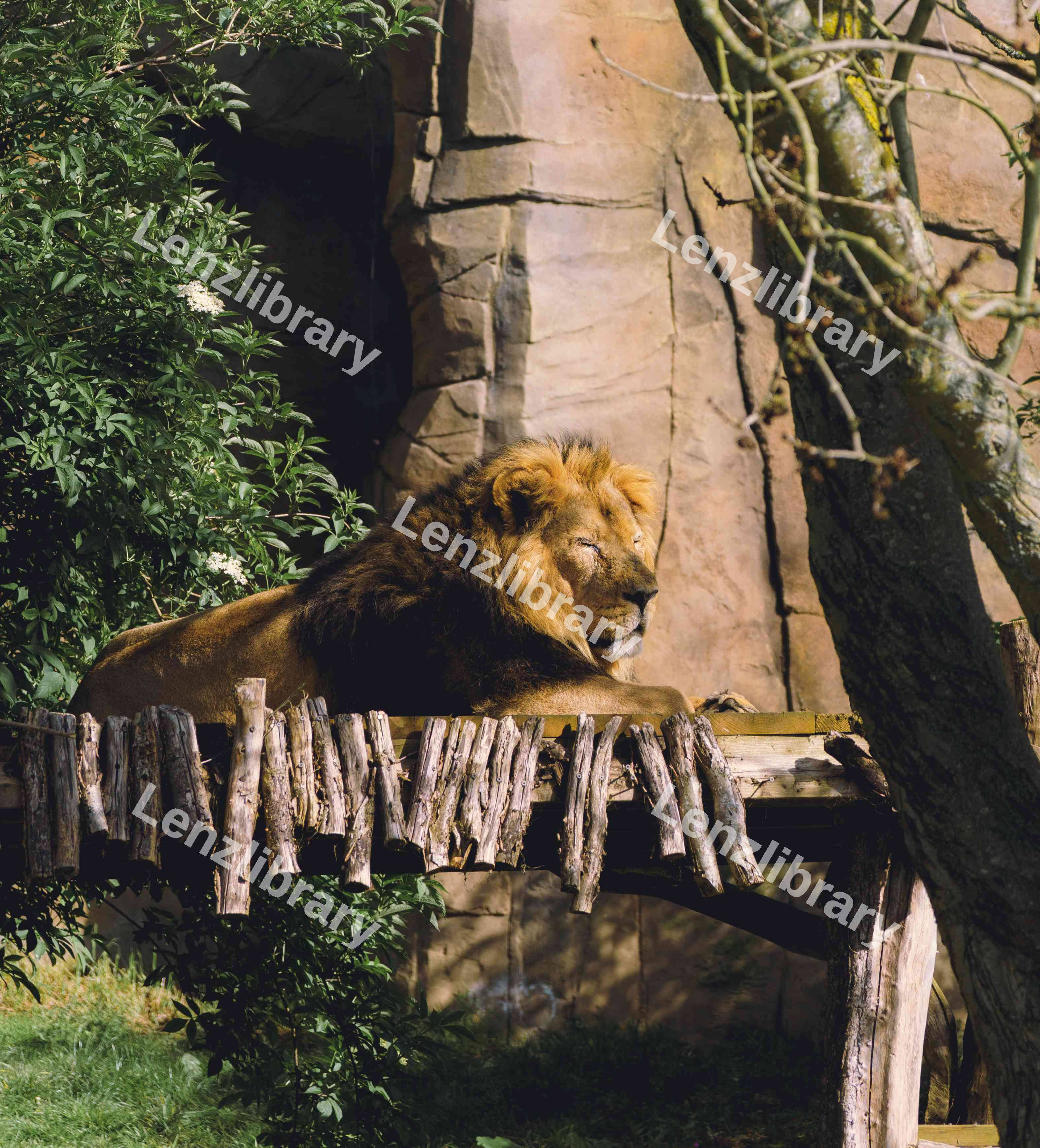 Prideful Lion
